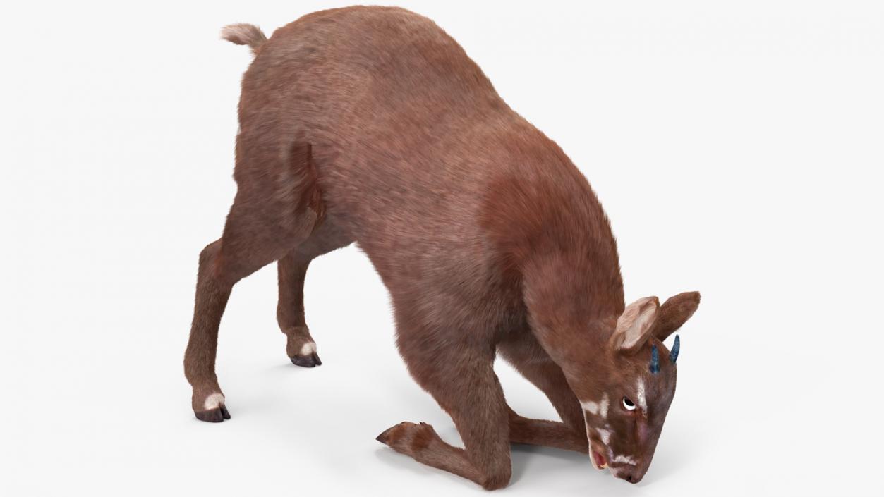 3D Saola Fur Rigged 2 model