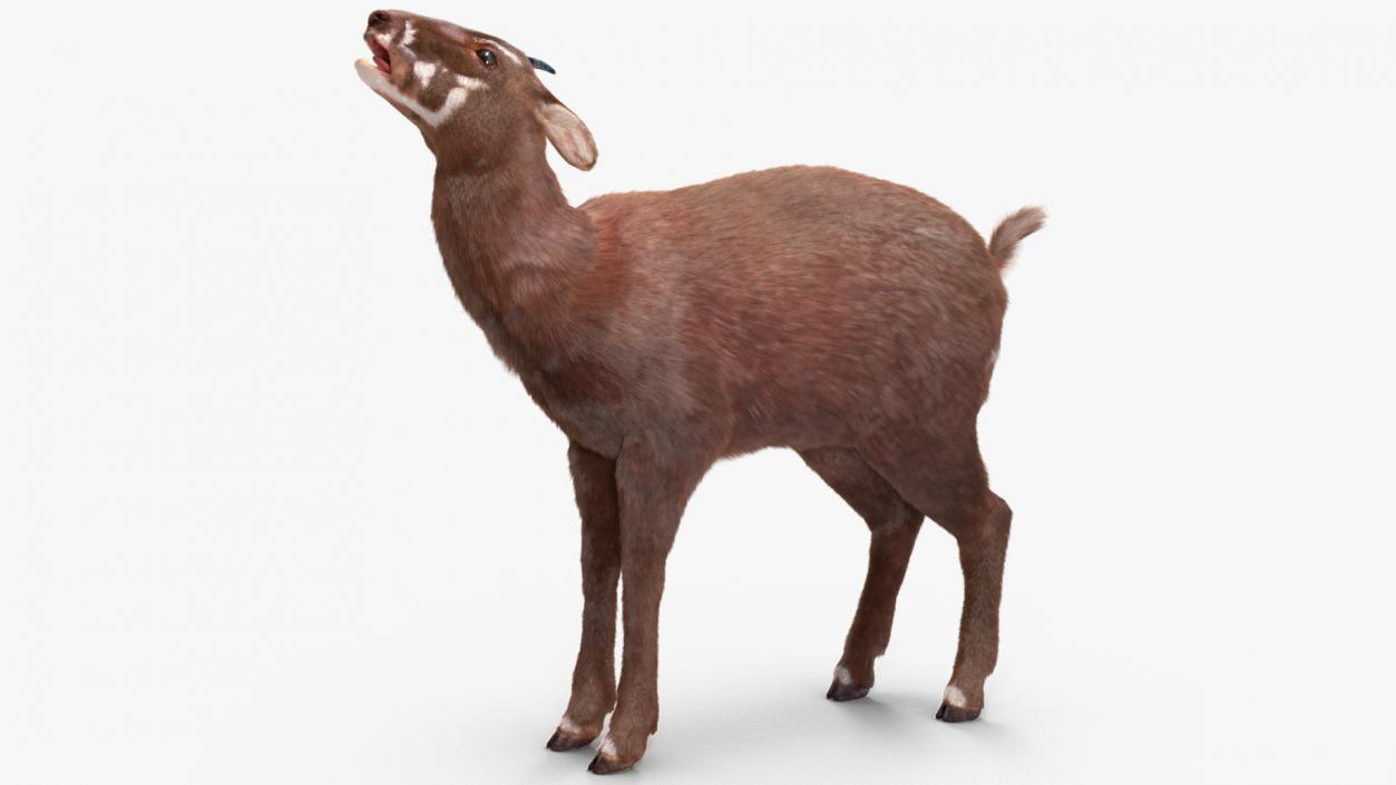 3D Saola Fur Rigged 2 model