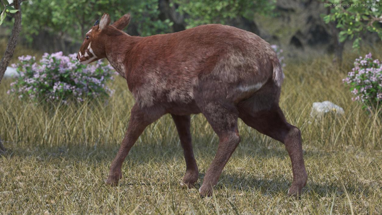 3D Saola Fur Rigged 2 model