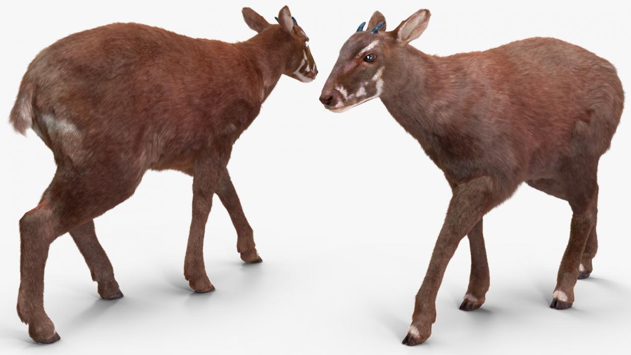 3D Saola Fur Rigged 2 model