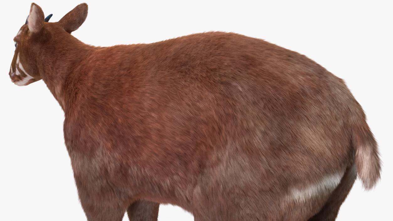 3D Saola Fur Rigged 2 model