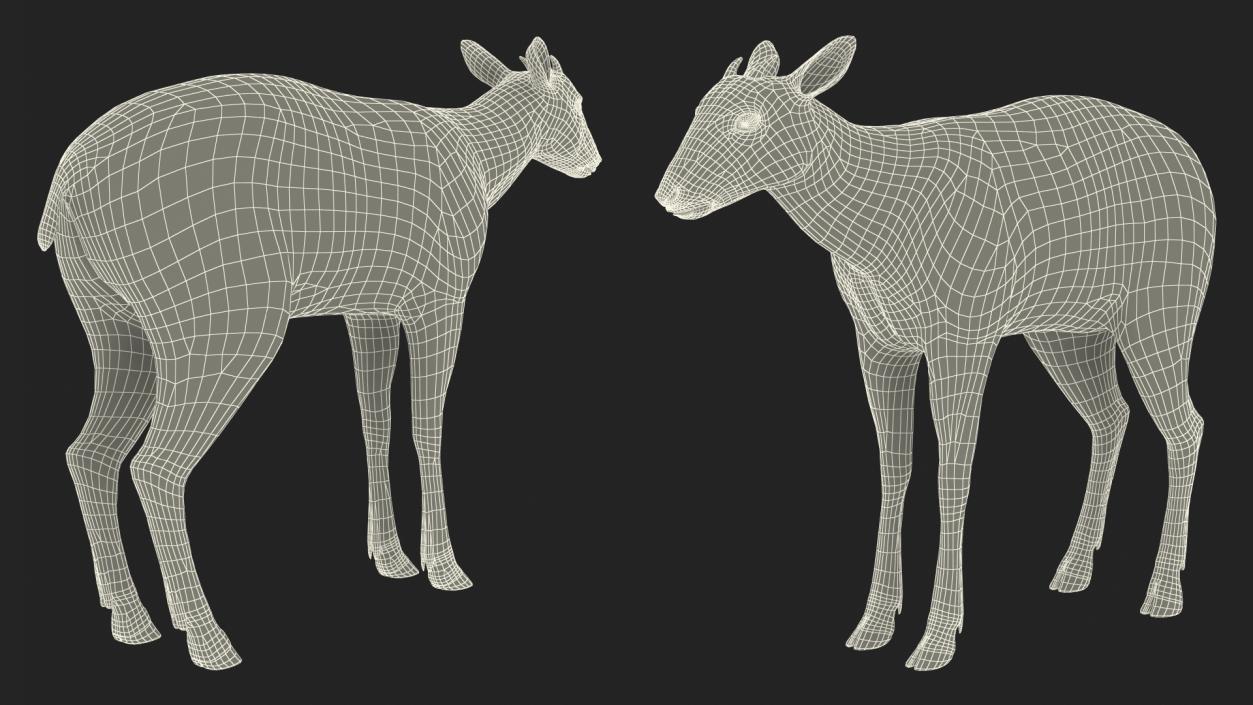 3D Saola Fur Rigged 2 model