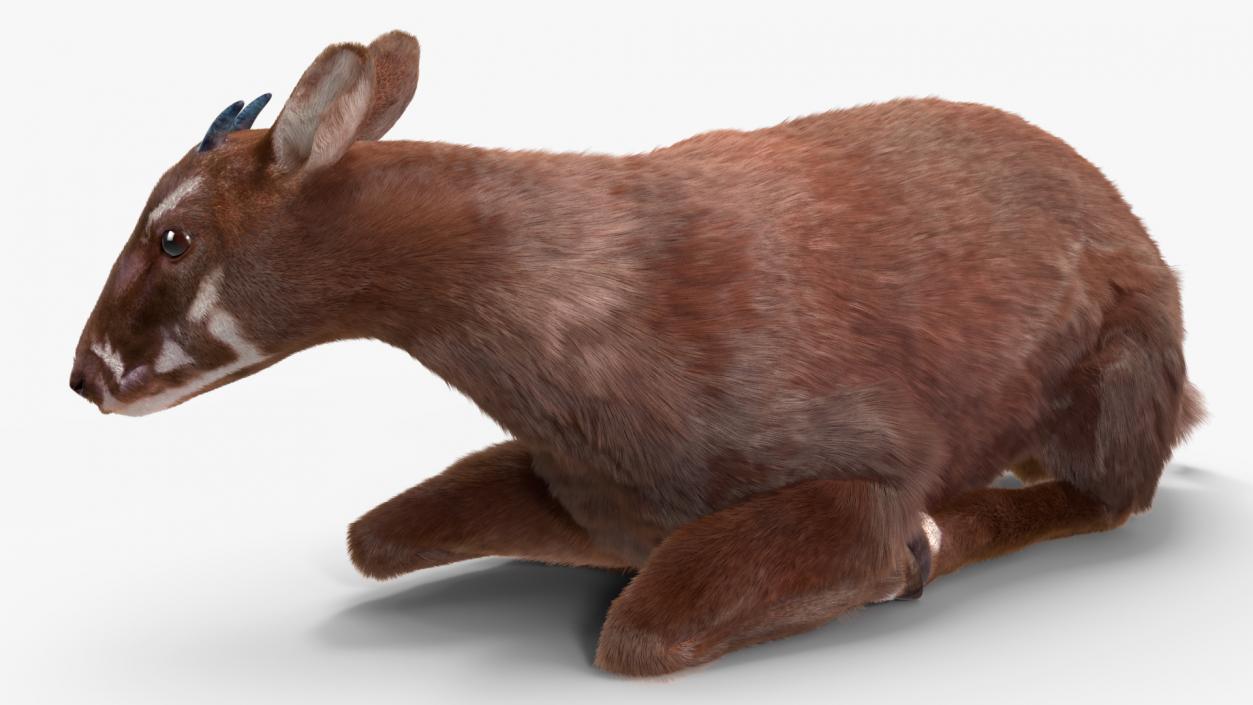 3D Saola Fur Rigged 2 model