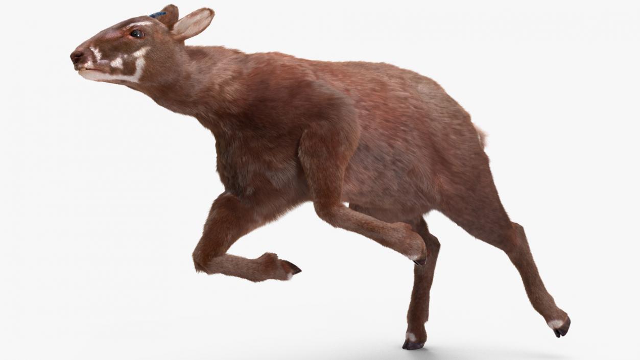 3D Saola Fur Rigged 2 model