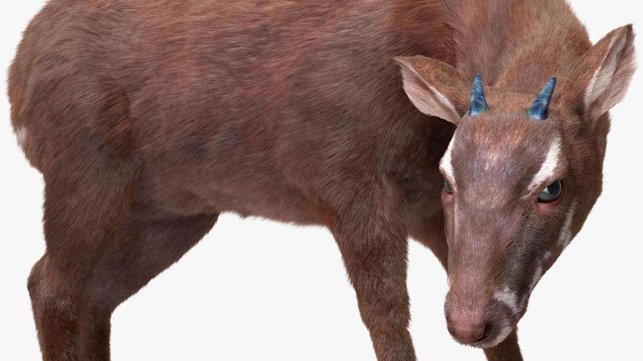 3D Saola Fur Rigged 2 model