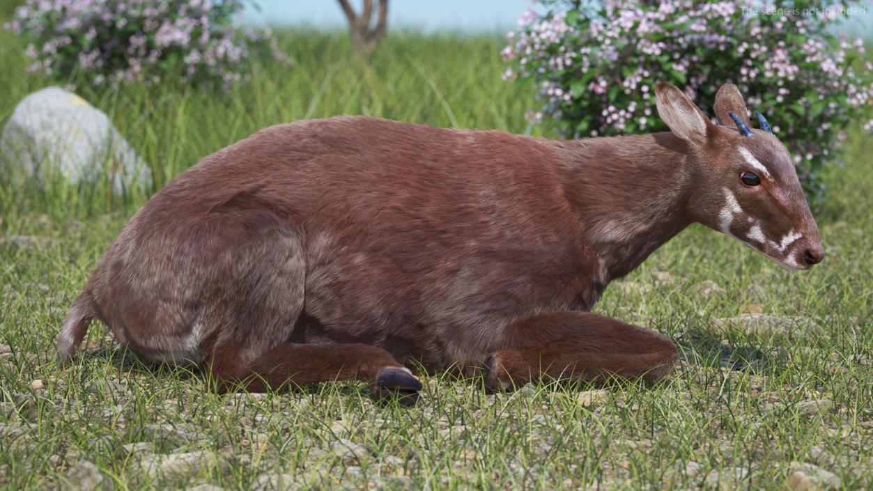 3D Saola Fur Rigged 2 model