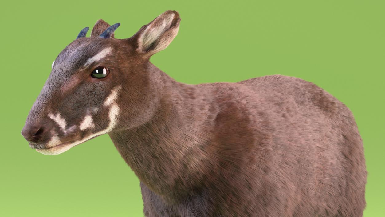 3D Saola Fur Rigged 2 model