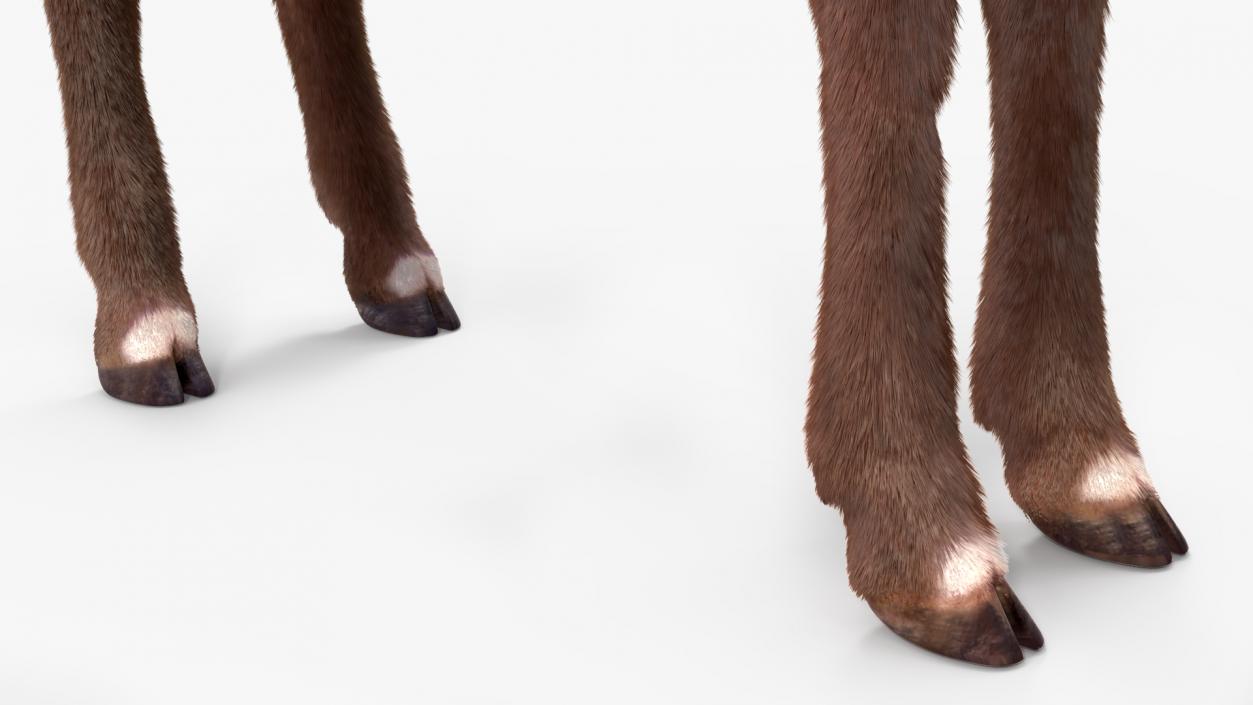 3D Saola Fur Rigged 2 model