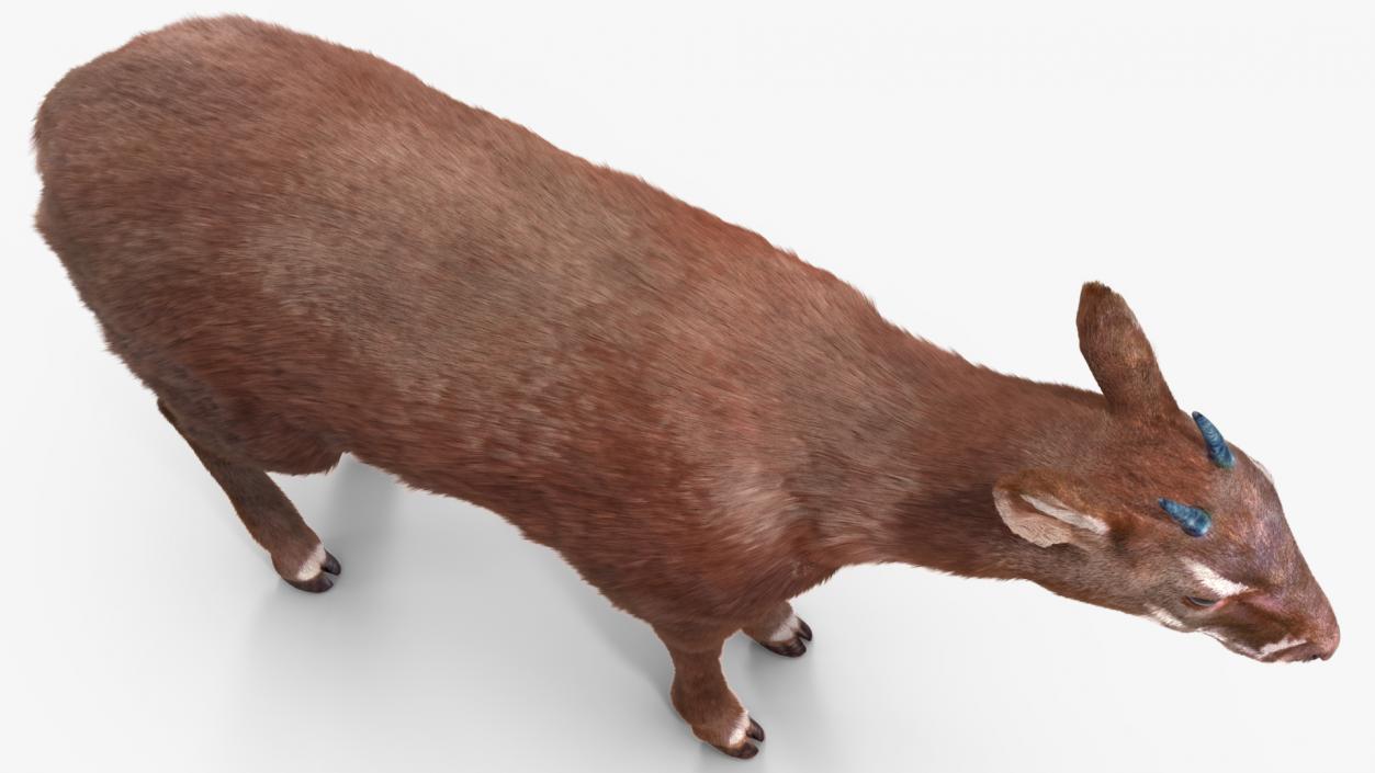 3D Saola Fur Rigged 2 model