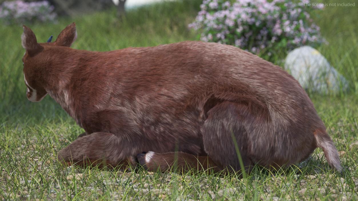 3D Saola Fur Rigged 2 model