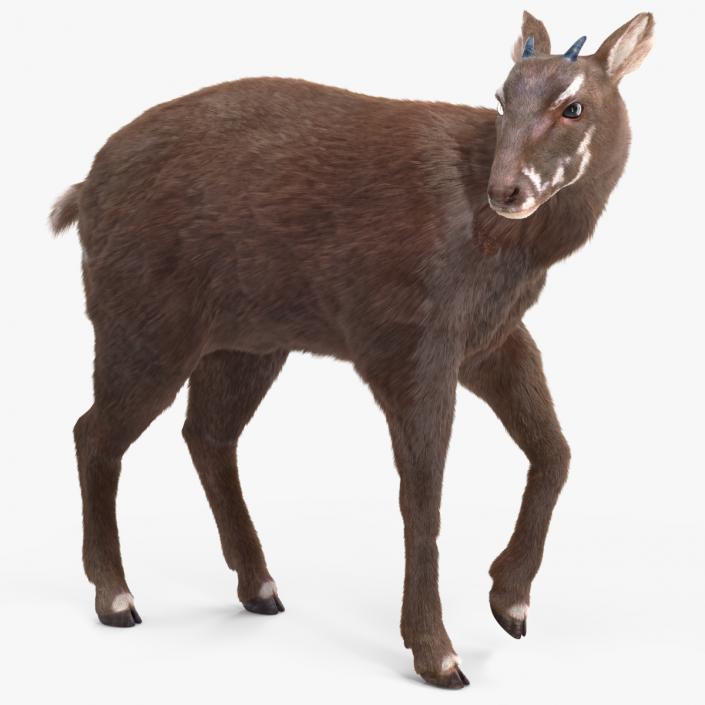 3D Saola Fur Rigged 2 model