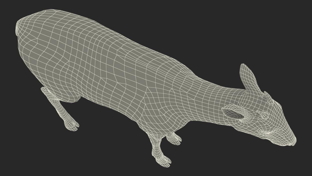 3D Saola Fur Rigged 2 model