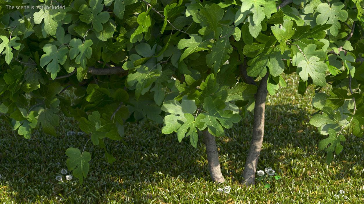 Fig Tree Two Trunks 3D model