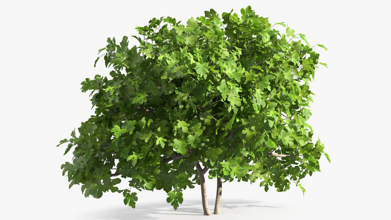 Fig Tree Two Trunks 3D model