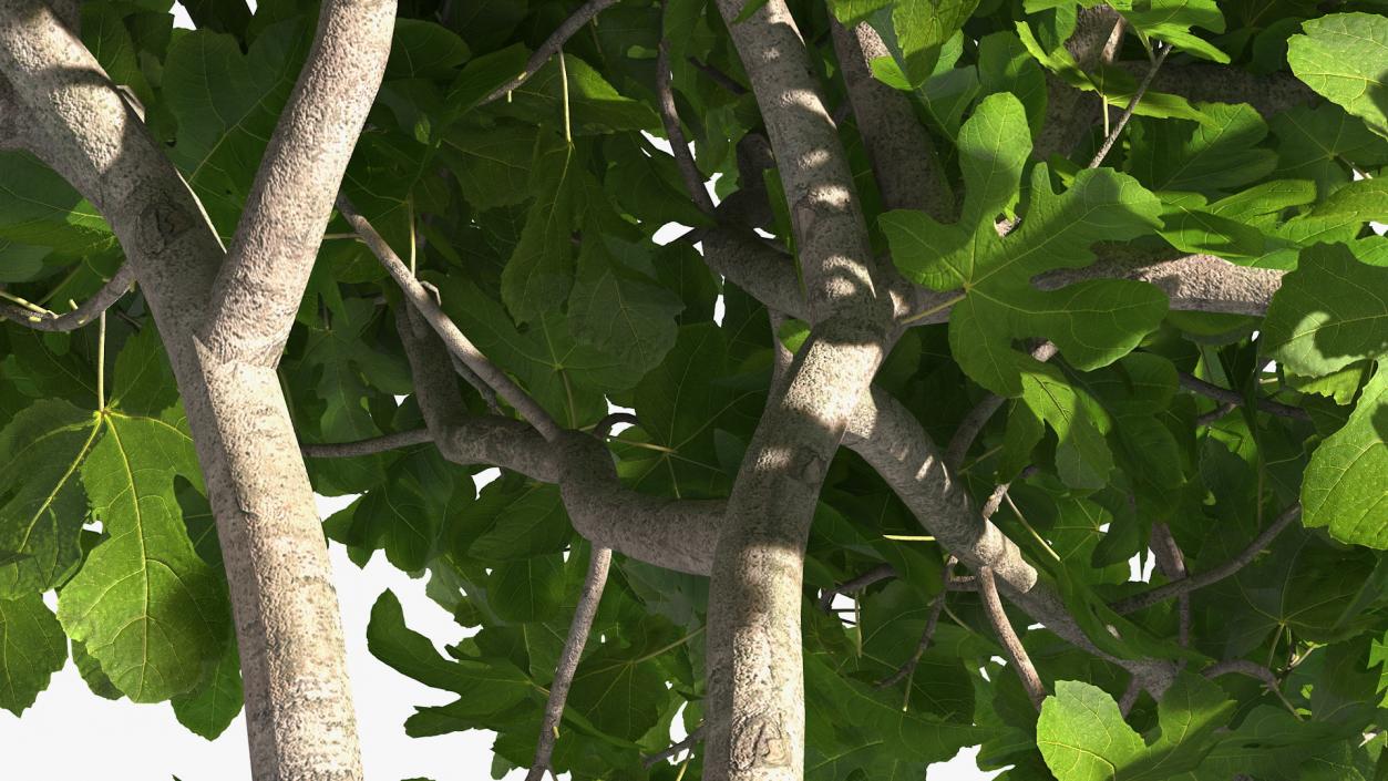 Fig Tree Two Trunks 3D model