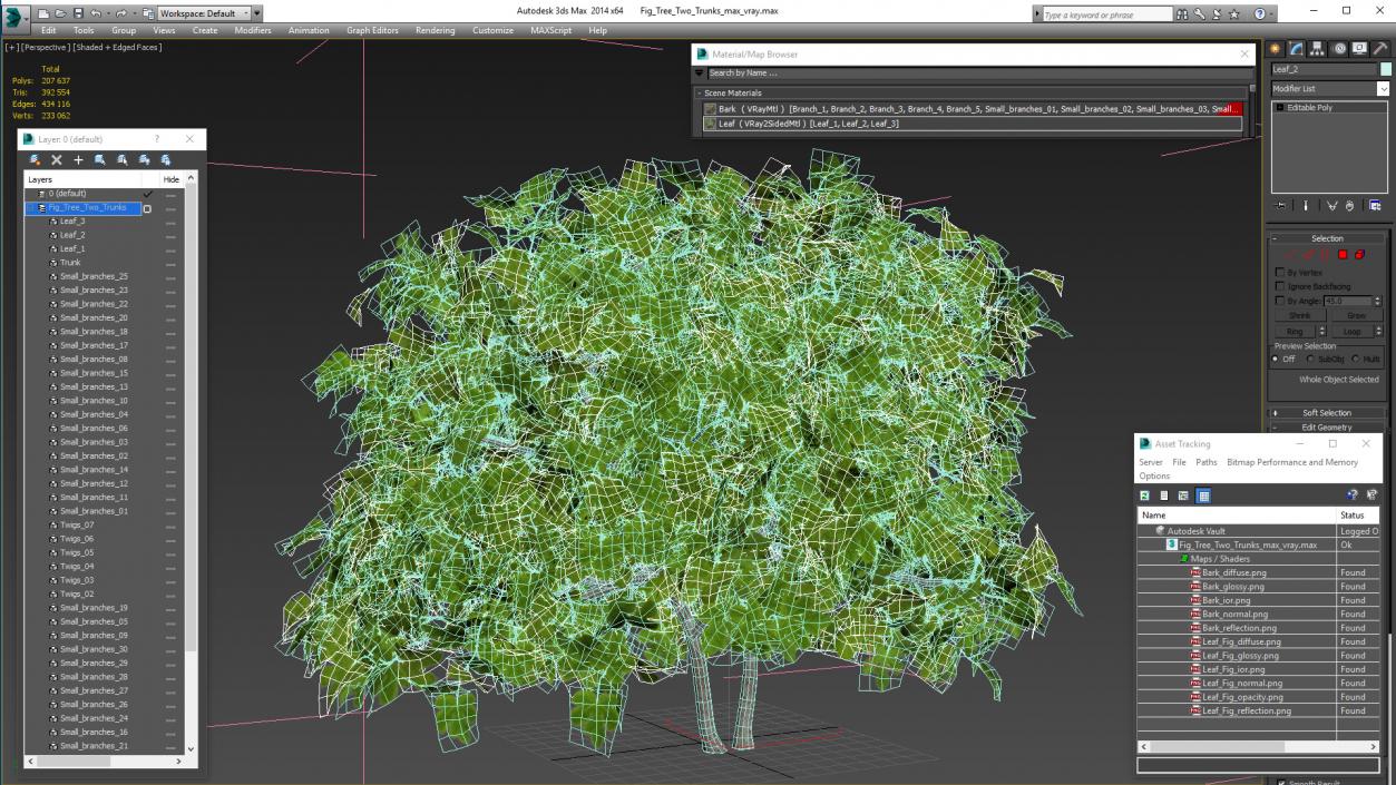 Fig Tree Two Trunks 3D model