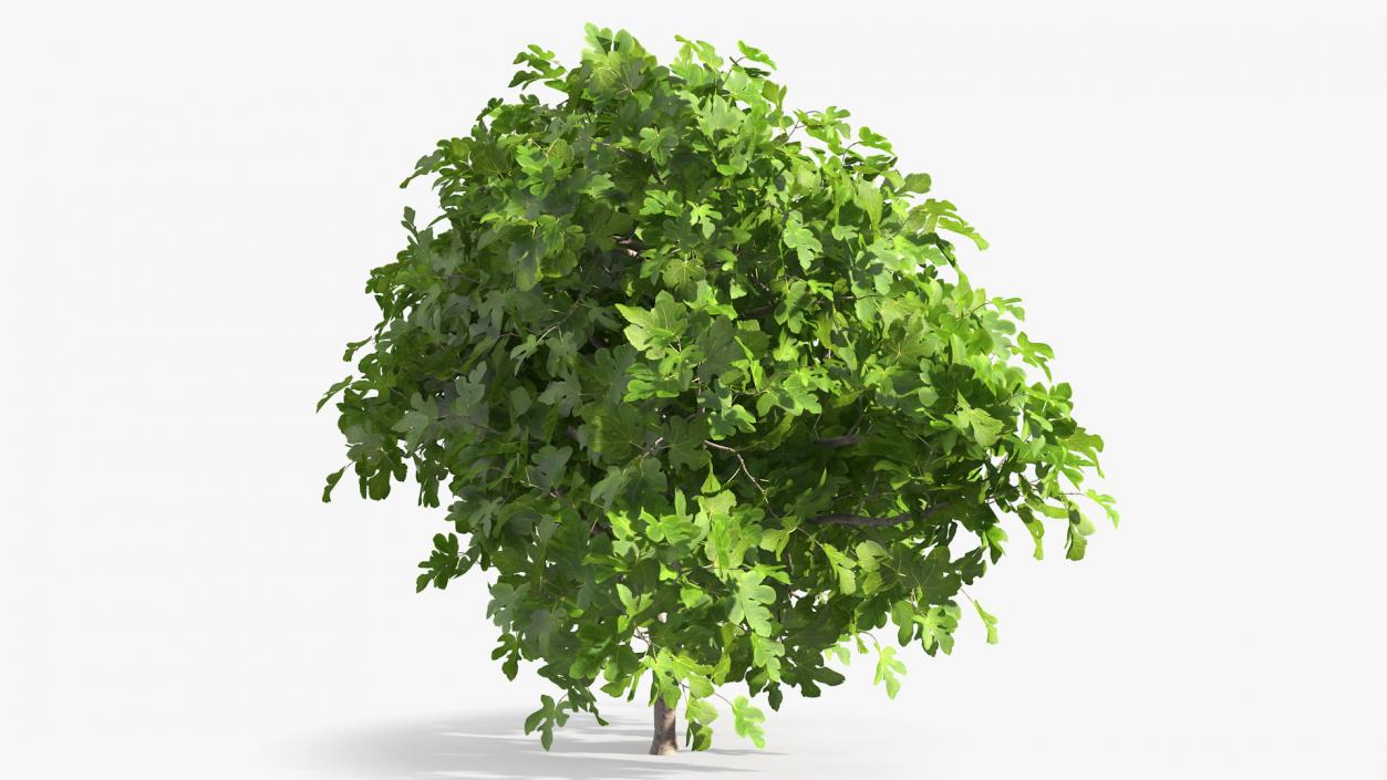 Fig Tree Two Trunks 3D model