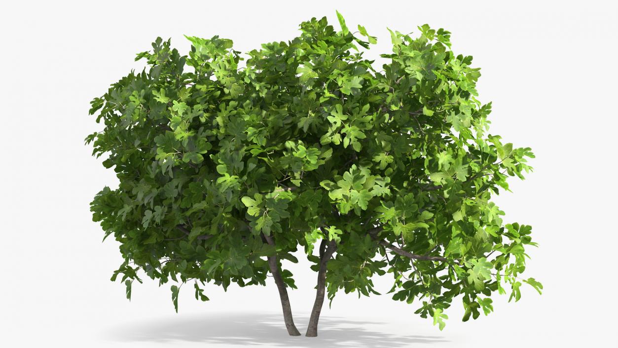 Fig Tree Two Trunks 3D model