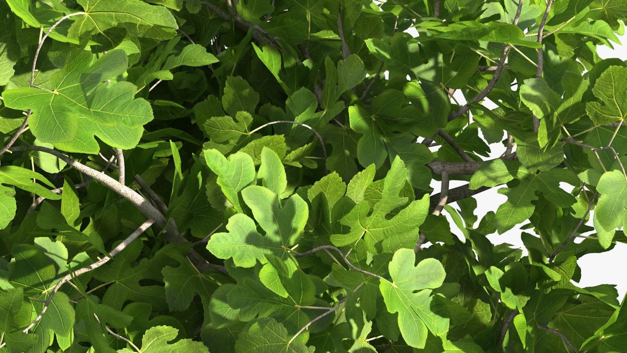 Fig Tree Two Trunks 3D model