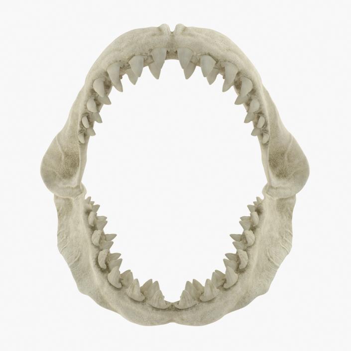 3D Great White Shark Jaw Bone