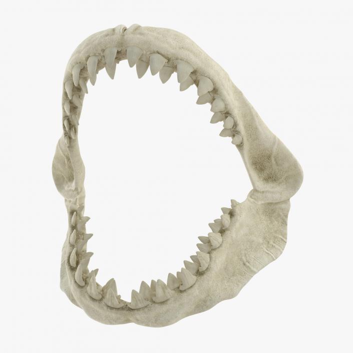 3D Great White Shark Jaw Bone