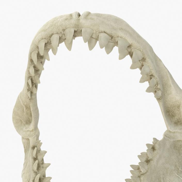 3D Great White Shark Jaw Bone