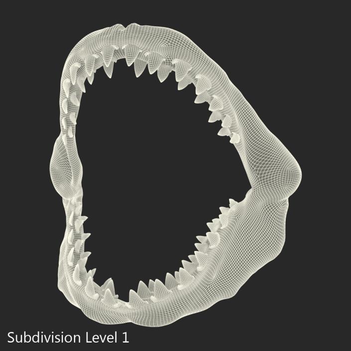 3D Great White Shark Jaw Bone