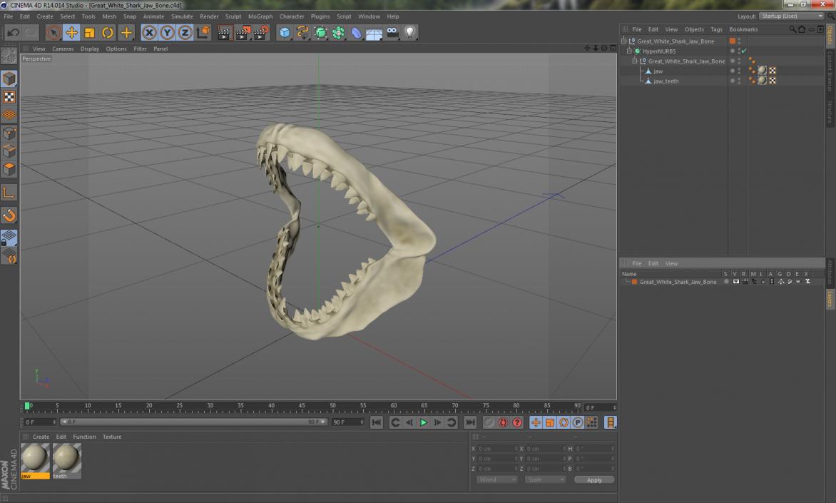 3D Great White Shark Jaw Bone