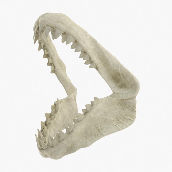 3D Great White Shark Jaw Bone