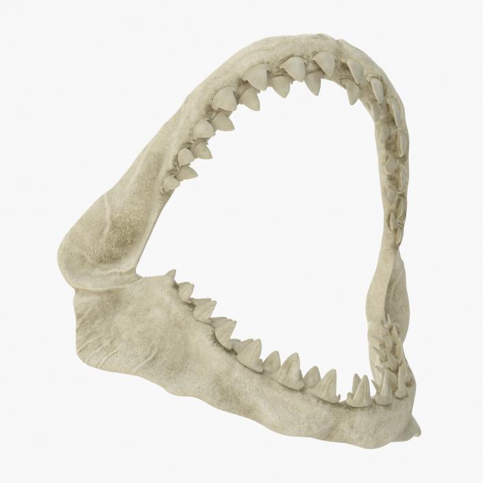 3D Great White Shark Jaw Bone