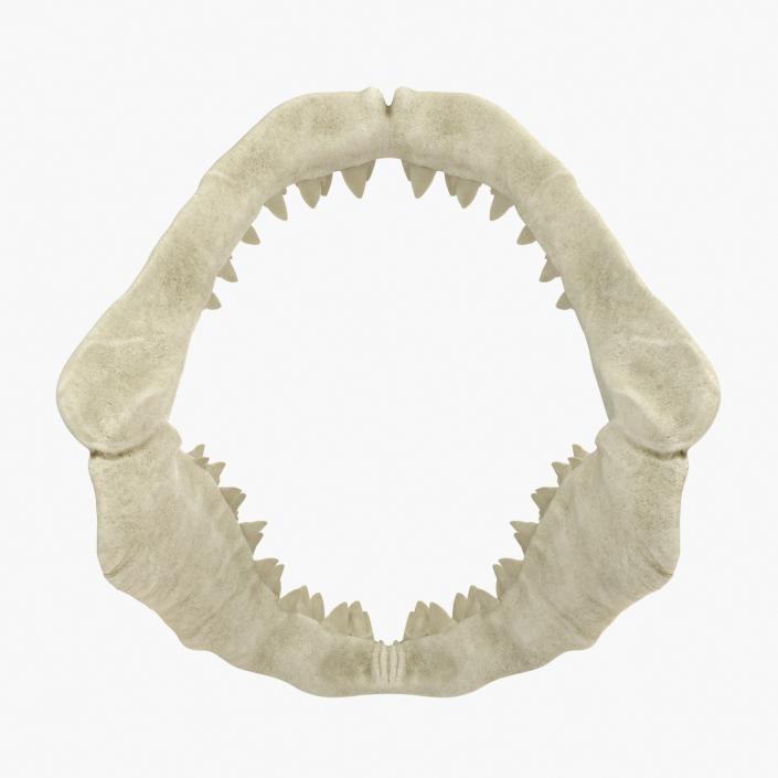 3D Great White Shark Jaw Bone