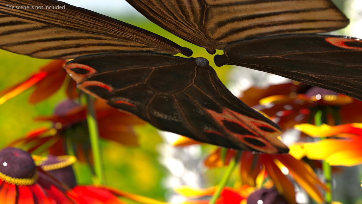 Papilio Protenor Wings Female 3D model