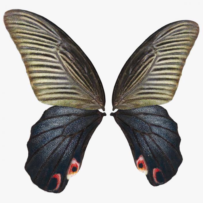 Papilio Protenor Wings Female 3D model