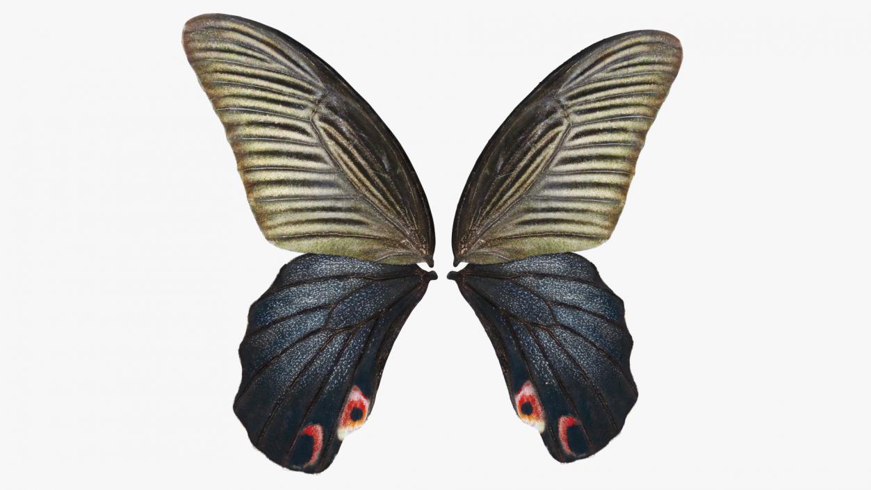 Papilio Protenor Wings Female 3D model