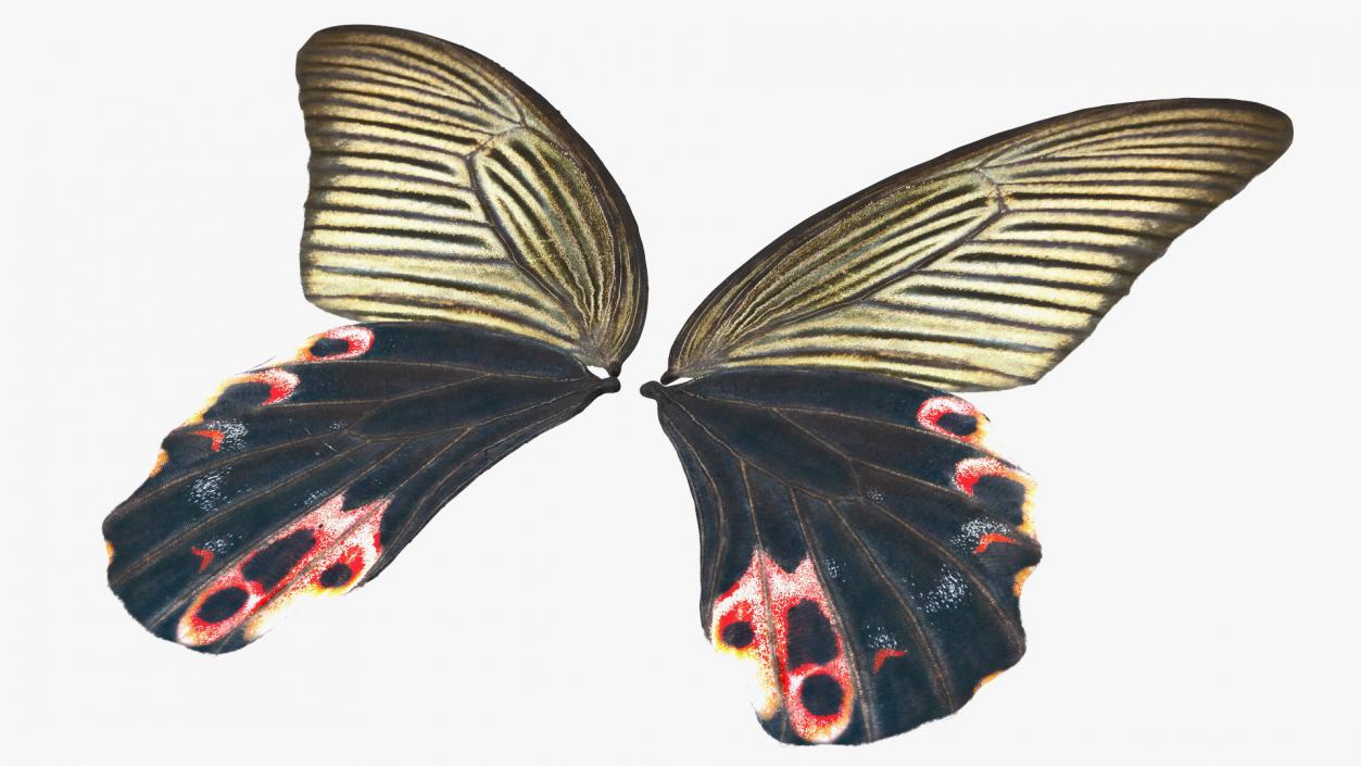 Papilio Protenor Wings Female 3D model