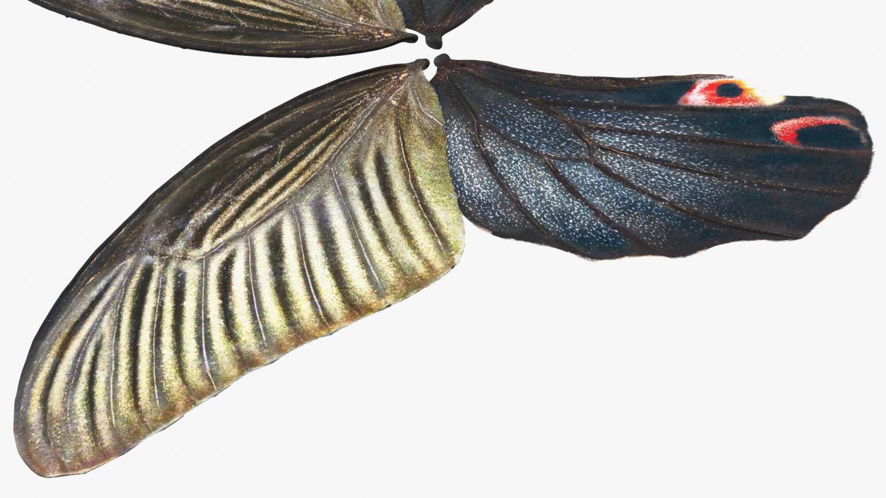 Papilio Protenor Wings Female 3D model