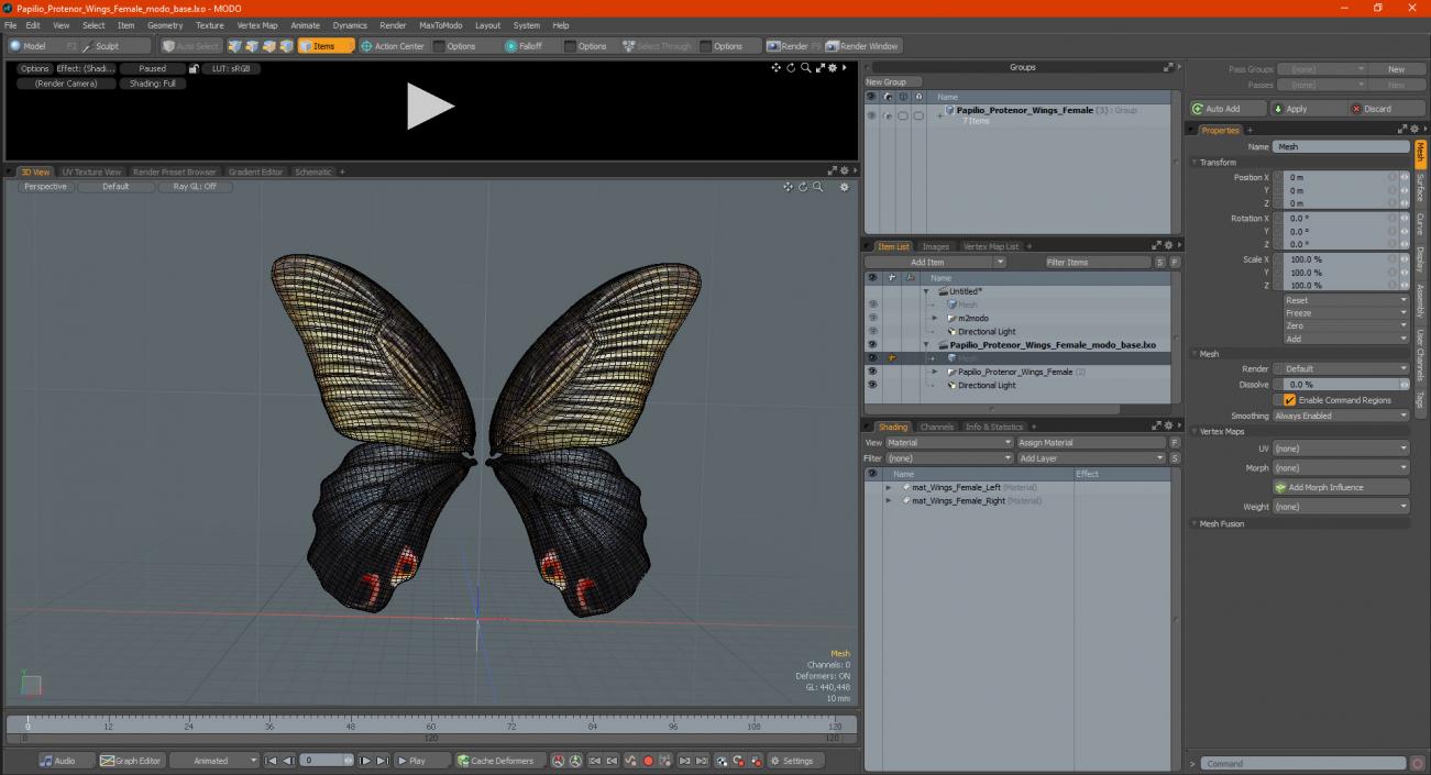 Papilio Protenor Wings Female 3D model