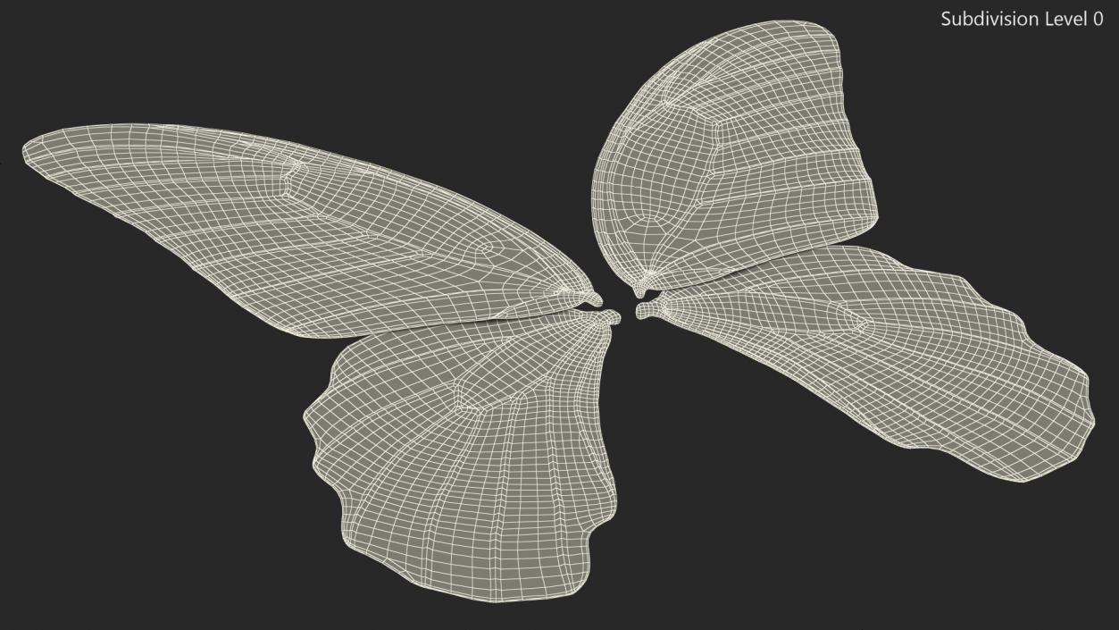 Papilio Protenor Wings Female 3D model