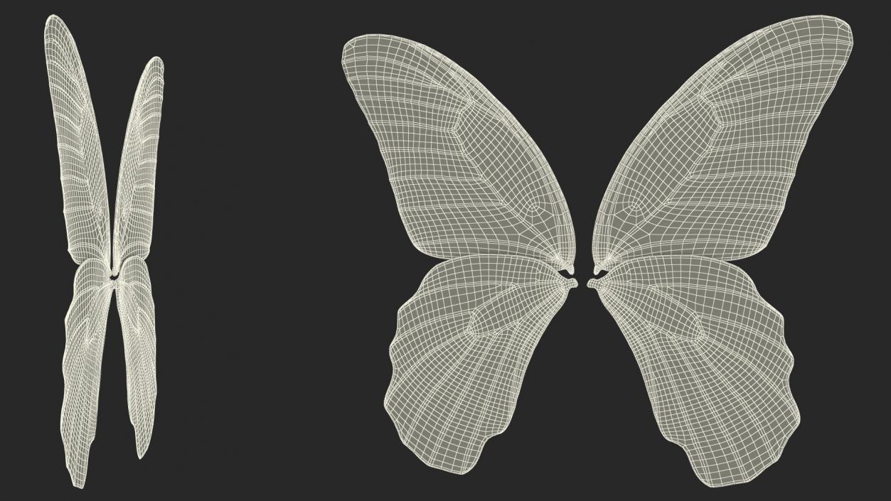 Papilio Protenor Wings Female 3D model