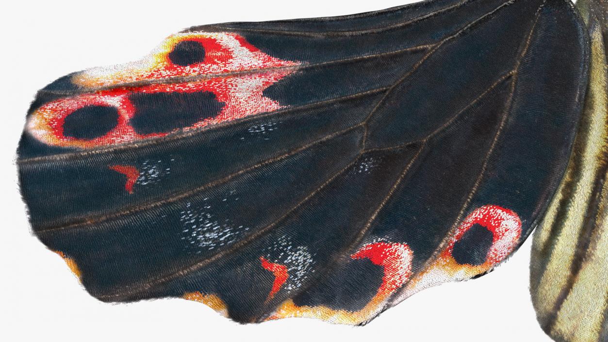 Papilio Protenor Wings Female 3D model