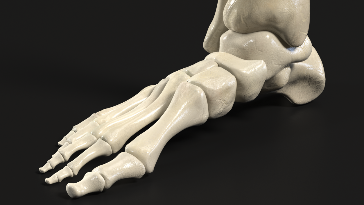 3D Medical Anatomical Human Skeleton Foot model