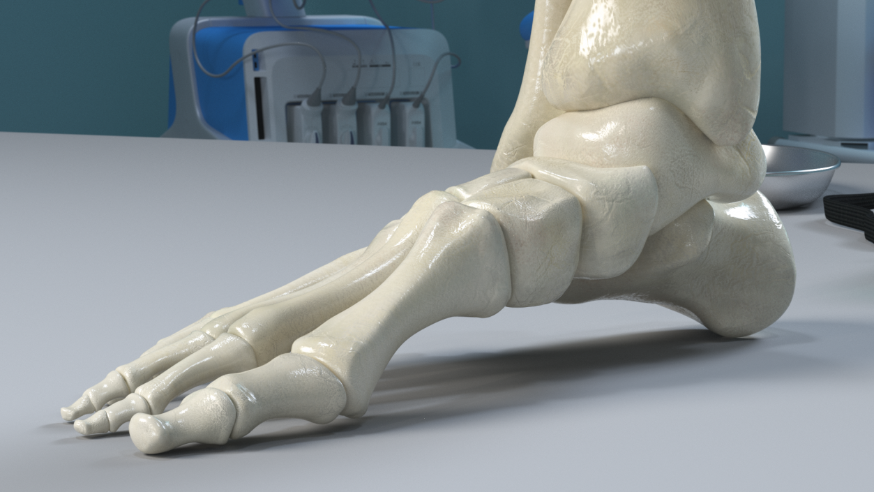 3D Medical Anatomical Human Skeleton Foot model