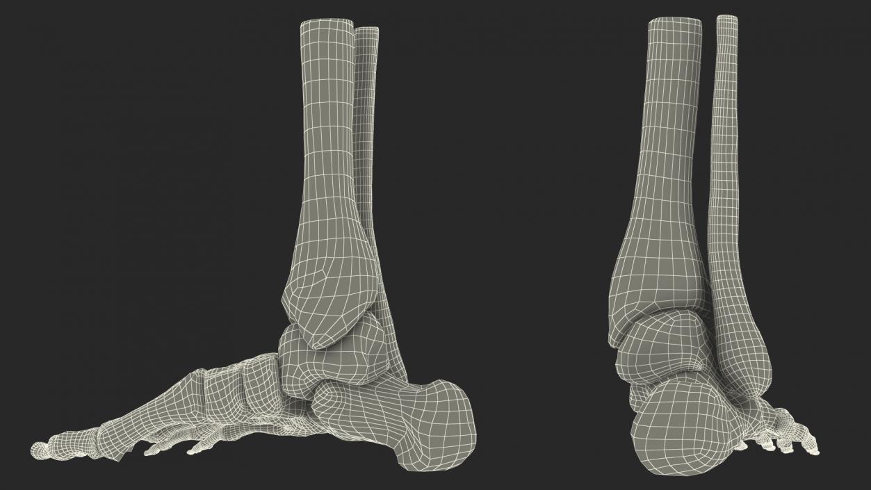 3D Medical Anatomical Human Skeleton Foot model