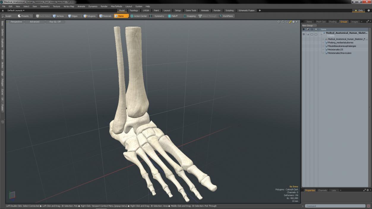 3D Medical Anatomical Human Skeleton Foot model