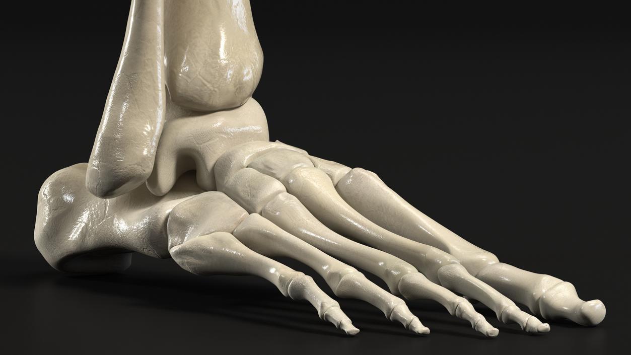 3D Medical Anatomical Human Skeleton Foot model