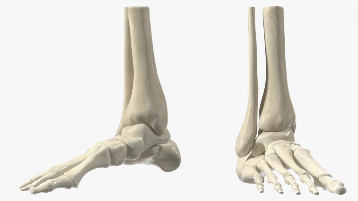 3D Medical Anatomical Human Skeleton Foot model