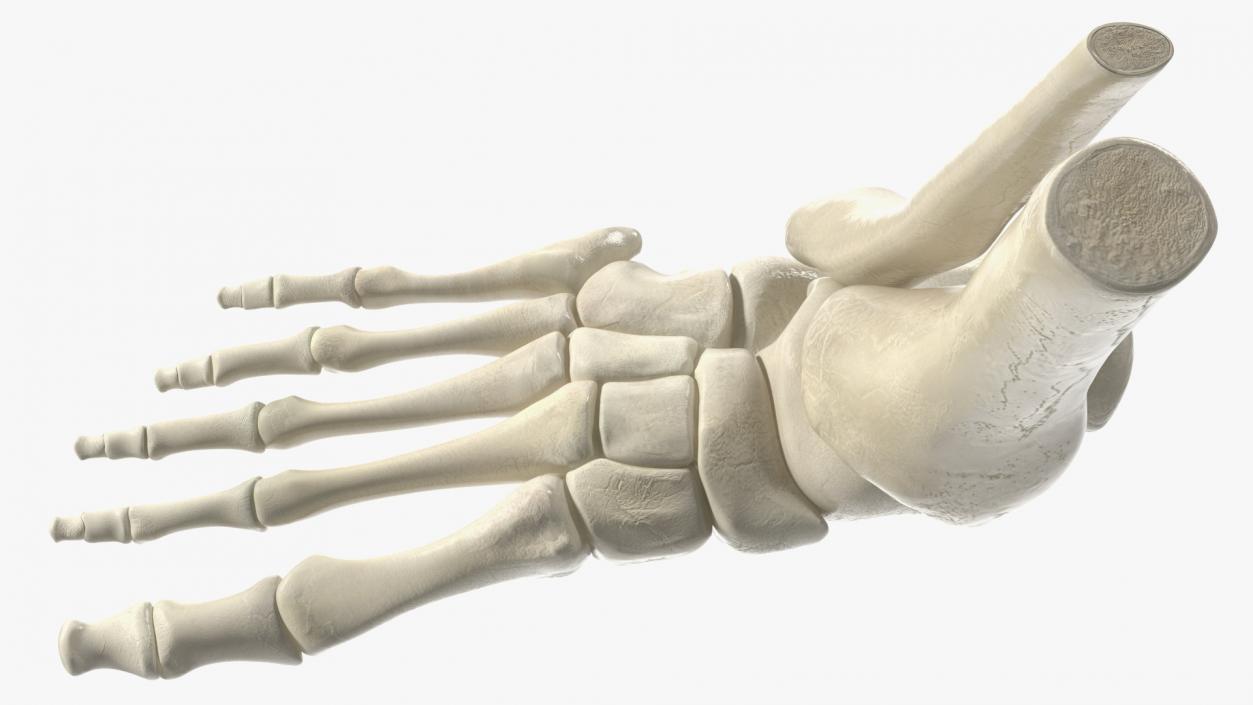 3D Medical Anatomical Human Skeleton Foot model