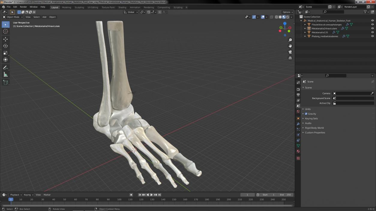 3D Medical Anatomical Human Skeleton Foot model