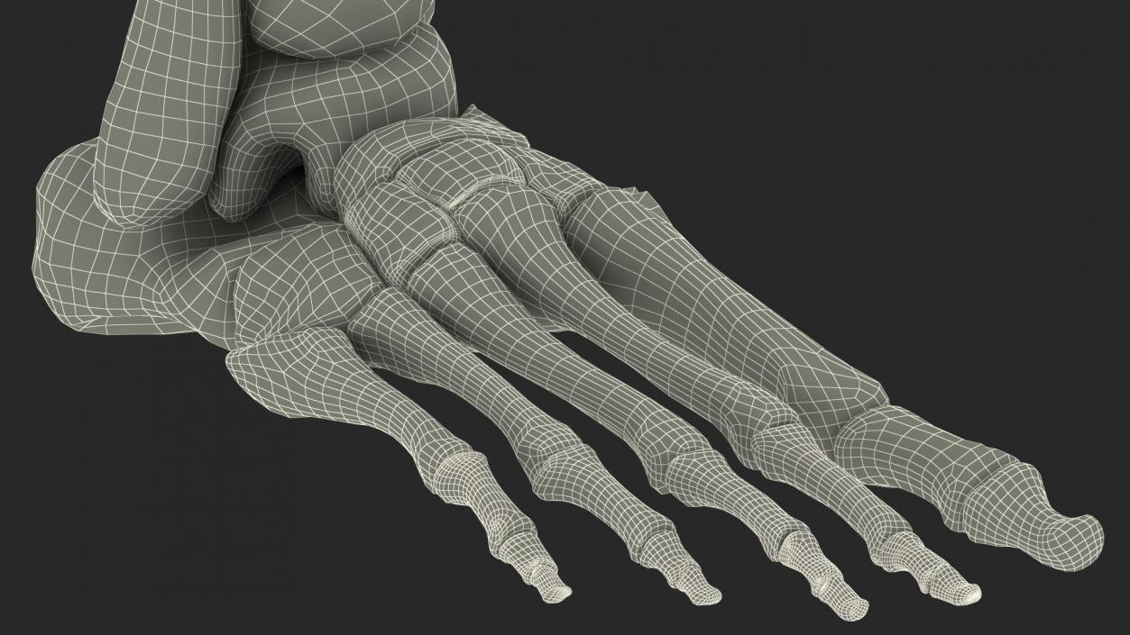 3D Medical Anatomical Human Skeleton Foot model