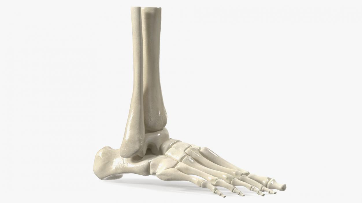 3D Medical Anatomical Human Skeleton Foot model